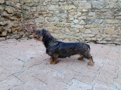 Étalon Teckel poil dur - R'mione Du Sentier De Chloé