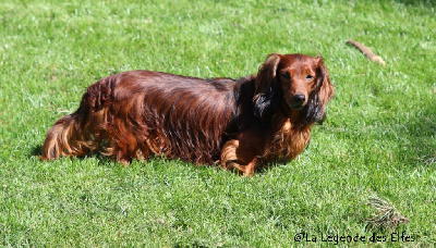 Étalon Teckel poil long - Littl Fut Yasson