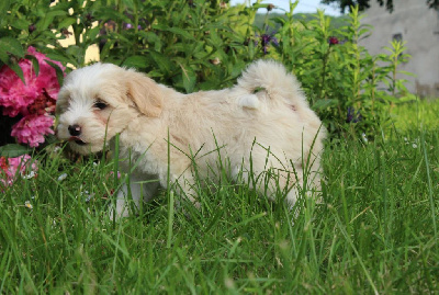 Étalon Terrier Tibetain - Vanille Du Domaine Des Jolies Taches