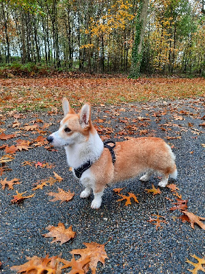 Étalon Welsh Corgi Pembroke - Tempête de Paline