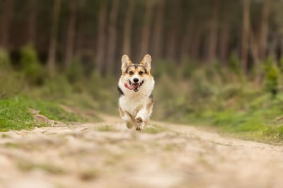 Étalon Welsh Corgi Pembroke - Olop Blame him on your love