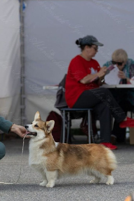 Étalon Welsh Corgi Pembroke - family's crystal's Romantic melody