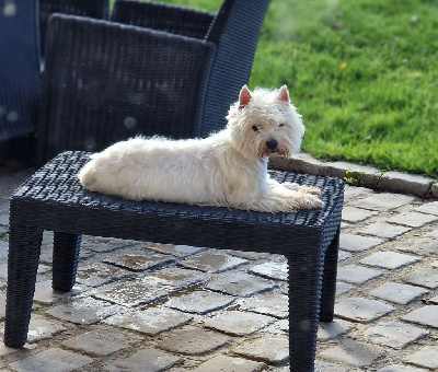 Étalon West Highland White Terrier - Polka des Petits Ecossais