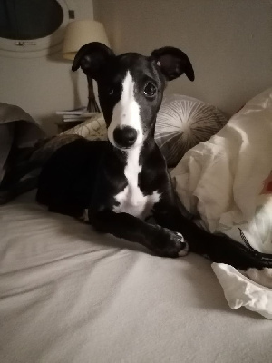 Étalon Whippet - Tess De La Fontaine Mary-Rose