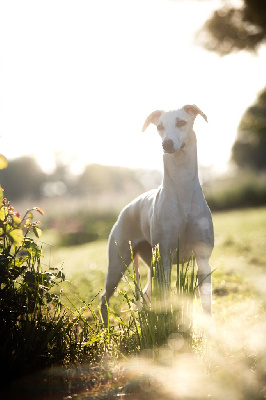 Étalon Whippet - Ulla heels sensation Du Domaine De La Poiriere