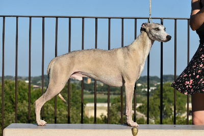 Étalon Whippet - Sweet socrate Des Milles Folies