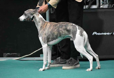 Étalon Whippet - Ugolin via croquet (copro) De Tetiaroa