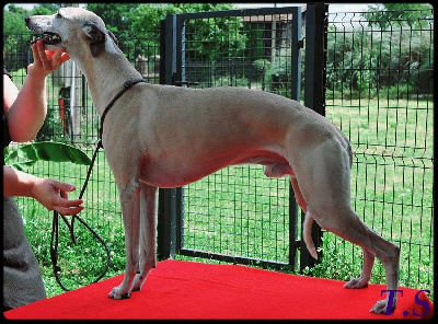 Étalon Whippet - Lamarr ( icare ) Des légendes du moyen age