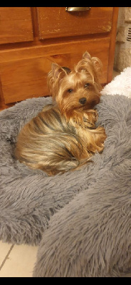 Étalon Yorkshire Terrier - Shalimar Du Royaume De Condé