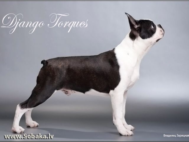 CH. Django torques