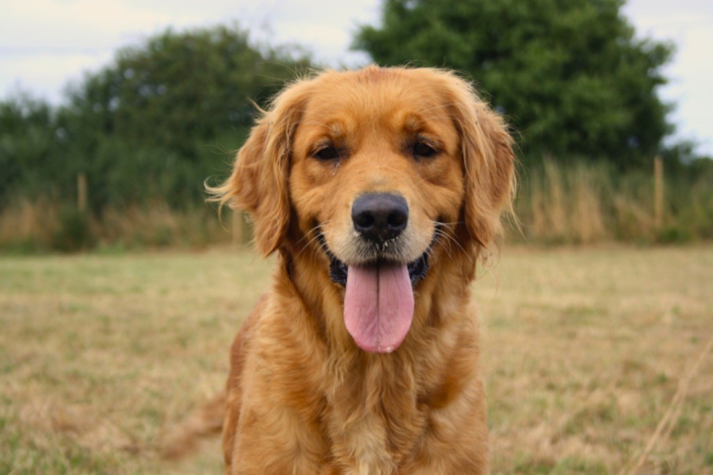 Petit diamant Des Puppys Goldens Love