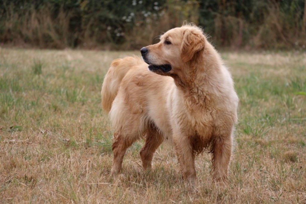 O'doolin Des Puppys Goldens Love