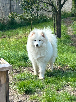 Étalon Samoyède - Uma Marie Dog's