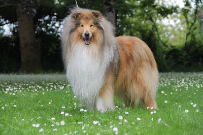 Étalon Colley à poil long - The lord of the rings de la Fleur d'Ecosse