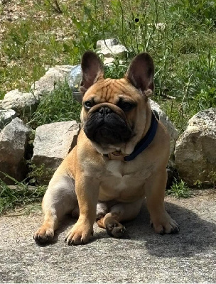 Étalon Bouledogue français - Ubert Du Bois D'Athée