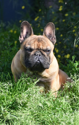 Étalon Bouledogue français - Tonka l impÉrial du domaine de Bodaway