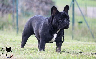 Étalon Bouledogue français - CH. Leon francuski papilot