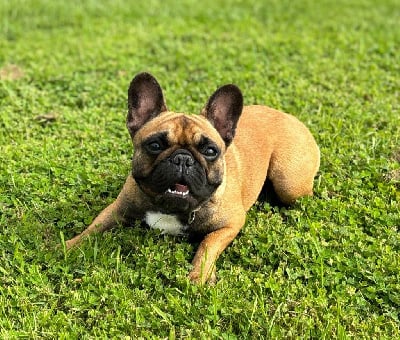 Étalon Bouledogue français - Zara saules stars delkatina