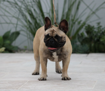 Étalon Bouledogue français - Romy v.d.mestreechteneerkes