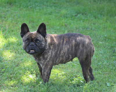 Étalon Bouledogue français - Praline du moulin des dieux