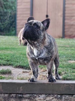 Étalon Bouledogue français - Usandro Des Jardins De Sorkal