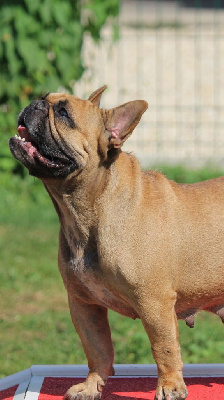 Étalon Bouledogue français - Nessy du moulin des dieux