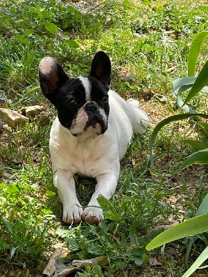 Étalon Bouledogue français - Soline de l'écurie royale (Sans Affixe)