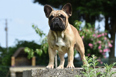 Étalon Bouledogue français - Sartre de l'Or Noir De Paris