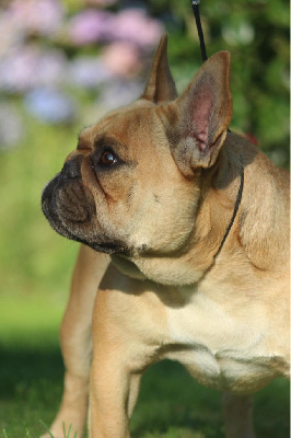 Étalon Bouledogue français - Thora Bonheur D'Helia