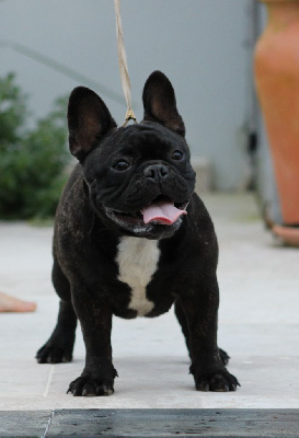 Étalon Bouledogue français - Raily des enclos de la fournaise