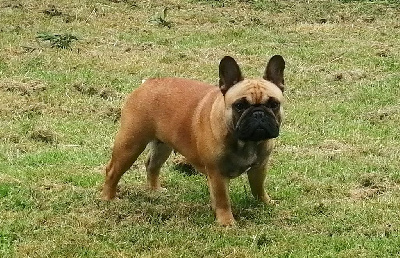 Étalon Bouledogue français - Reine victoria dastin heart