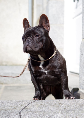 Étalon Bouledogue français - Thenos des Révélations Du Marais