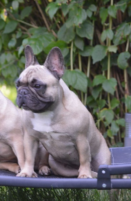 Étalon Bouledogue français - Turquoise Des Bouilles De Valdemanon