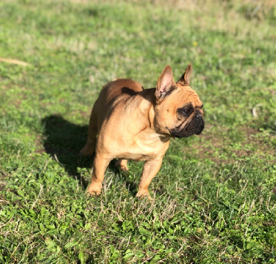 Étalon Bouledogue français - Thomas shelby Du Domaine De Nelya