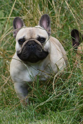 Étalon Bouledogue français - Totale perfect des Gamins de Rubis