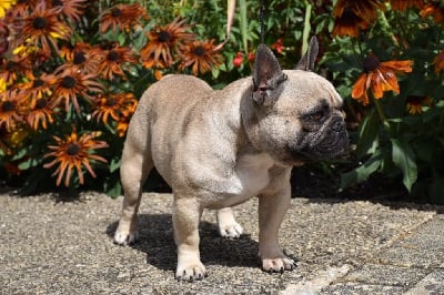 Étalon Bouledogue français - oxola bull Tanguy