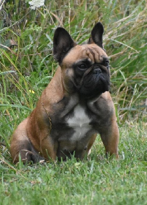 Étalon Bouledogue français - Tsao-ko du domaine de Bodaway