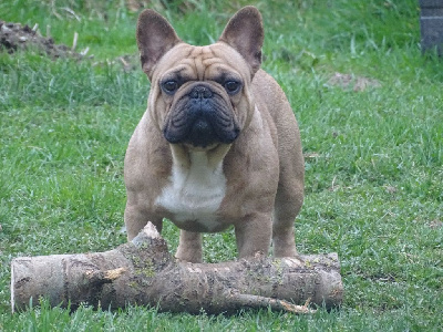 Étalon Bouledogue français - Otello le ténor D'Un Seul Regard Suffit}