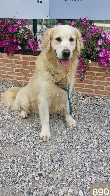 Étalon Golden Retriever - Orlaf des Légendaires Nahauri