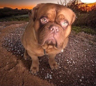 Étalon Dogue de Bordeaux - CH. D'Un Délice De Pain D'Epice Tarantino