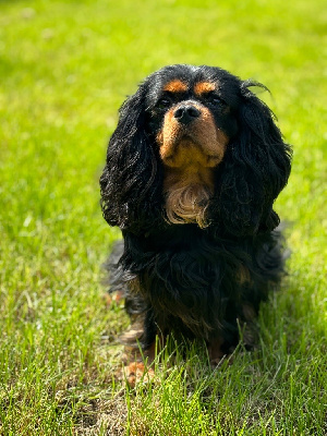 Étalon Cavalier King Charles Spaniel - Sunking Du Domaine Des Plaines D'Icare