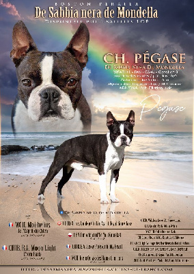 Étalon Boston Terrier - CH. Pégase De Sabbia Nera De Mondella