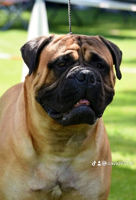 Étalon Bullmastiff - CH. Notorious Biggie Bull Tiago silva