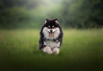 Étalon Chien finnois de Laponie - Walhalla thorbjørn Vegvisir