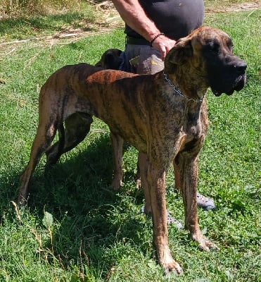 Étalon Dogue allemand - Templerie Des Terres De La Rairie