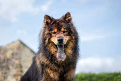 Étalon Eurasier - Sergent sensei ninken Du Monde De Gaomi}