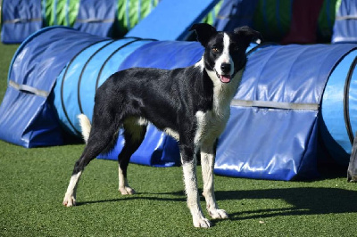 Étalon Border Collie - mawlch You