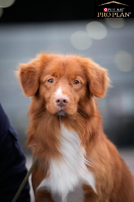 Étalon Retriever de la Nouvelle-Ecosse - Sloky Of Bourlon Wood's Tower}