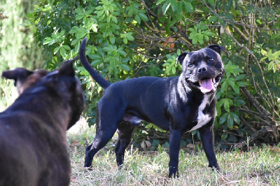 Étalon Staffordshire Bull Terrier - U'gun Titre Initial