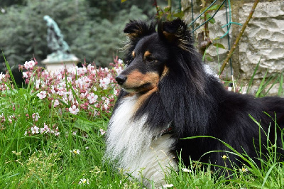 Étalon Shetland Sheepdog - Ranger Des Gardiens Du Flot Bleu